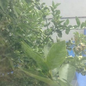 Meet your Posher, Maxalex